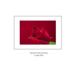 110 Red Rose