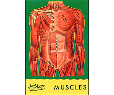 QP137 Muscles