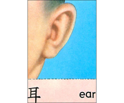 QP19 Ear