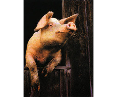 QP205 Pig in Window