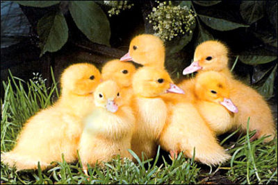 QP212 Baby Ducks