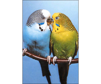 QP214 Two Parakeets