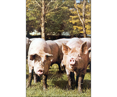 QP234 Pigs