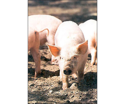 QP236 Pigs in Dirt