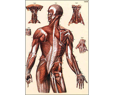 QP286 Muscle Anatomy