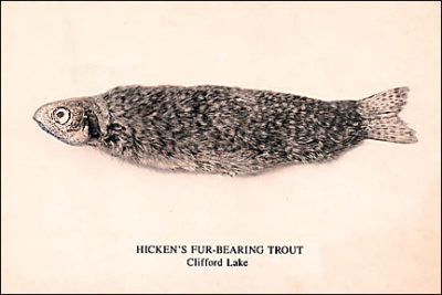 QP576 Fur Bearing Trout EXAGGERATE FISH