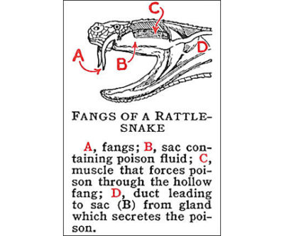 QP674 Fang SNAKE REPTILE