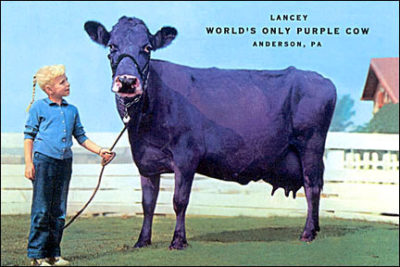 QP1028 Rare Purple Cow