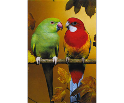 QP5183 Parakeet and Rosella BIRD ANIMAL