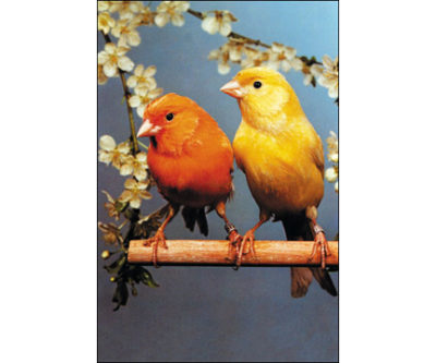 QP5190 Canaries BIRD ANIMAL