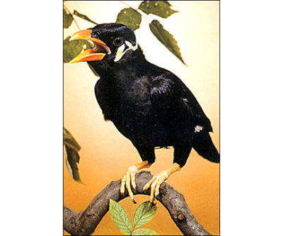 QP5194 Mynah Bird ANIMAL