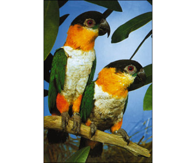 QP5318 Parrots BIRD ANIMAL