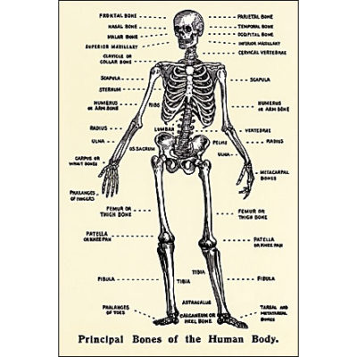 QP1231 Principal Bones BODY PARTS