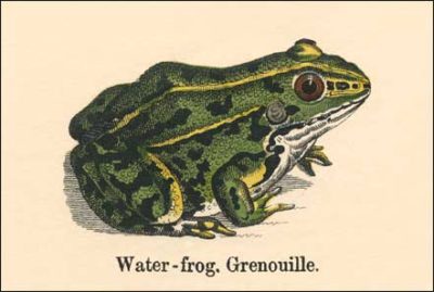 QP619 Water Frog Amphibian ANIMAL