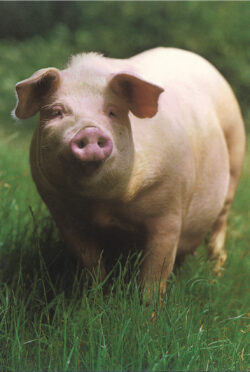 QP204z Pig in Grass