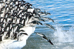 QP220z Penguins Leaping