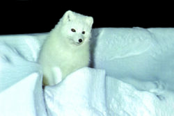 QP5135z White Fox