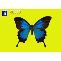 KL088 BUTTERFLY 3D Animated Postcard (Insect, Animal)