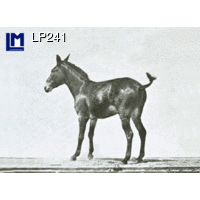 LP241 DONKEY 3D Animated Postcards (Animal)