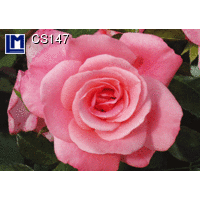 CS147 PINK ROSE 3D Postcard (Flower)