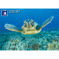 CS187 TURTLE  3D Postcards (Animal)
