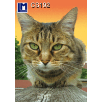CS192 CAT 3D Postcard (Animal)