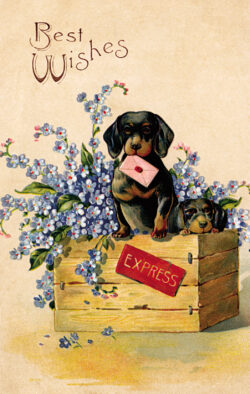 PCD150 Best Wishes Express