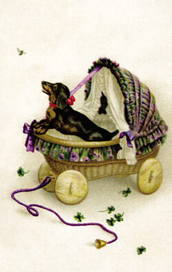 PCD151 Baby Dachshund