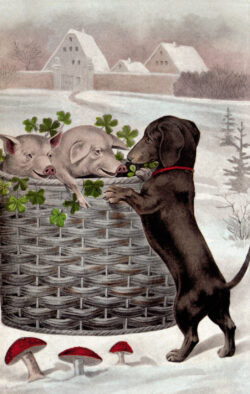 PCD153 Cavorting with Pigs