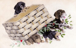 PCD154 Dachshunds and Holly