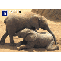CS010 ELEPHANT BABIES-ANIMALS Postcard ANIMAL