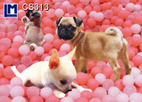 CS313 PUPPIES Postcard ANIMAL