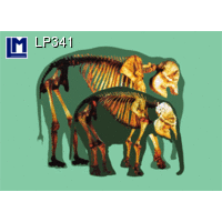 LP341 ELEPHANTS / SKELETON Postcard