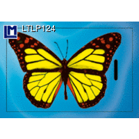 LTLP124 BUTTERFLY Luggage Tag Animal